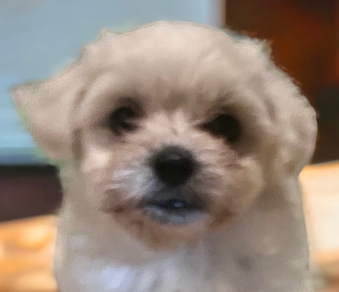 Very cute white Coton De Tulear puppy adoption sales rescue 